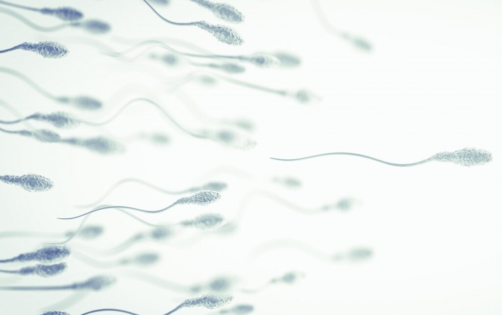 Kapazitation der Spermien