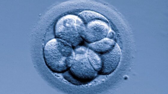 Quels sont les besoins nutritionnels des embryons avant leur transfert à la mère?