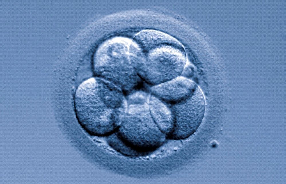 Quels sont les besoins nutritionnels des embryons avant leur transfert à la mère?