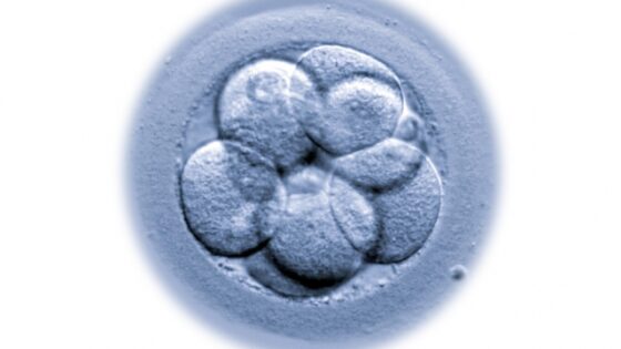 Le collapsus embryonnaire. Effecte-t-il l’implantation de l’embryon