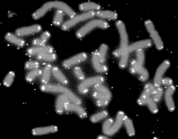 Forschung am IB: Chromosomenveränderungen bei aneuploiden Embryonen und deren Beziehung zum Mutterschaftsalter.