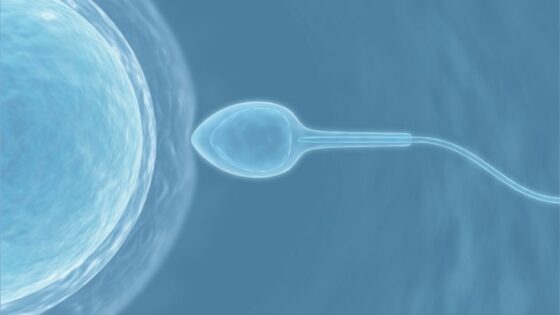 Nuova ricerca IB:  Comunicazione tra lo spermatozoo e l’ovulo durante la fecondazione