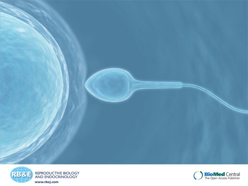 New IB research: Communication between sperm and the egg during fertilisation