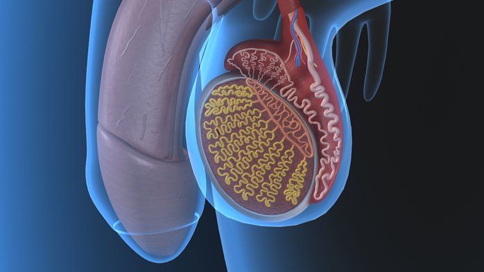 Is donor sperm necessary when working with patients who have had a vasectomy? IB research for SEF, 2016.