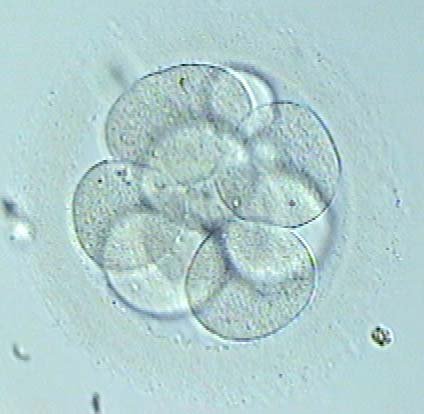 IB Research on the Embryo Vitrification Model: optimizing the equilibration time.