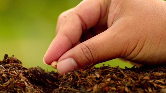 Hilft das Hormon DHEA, eine niedrige ovarielle Reaktion bei einer Fertilitätsbehandlung zu erhöhen?