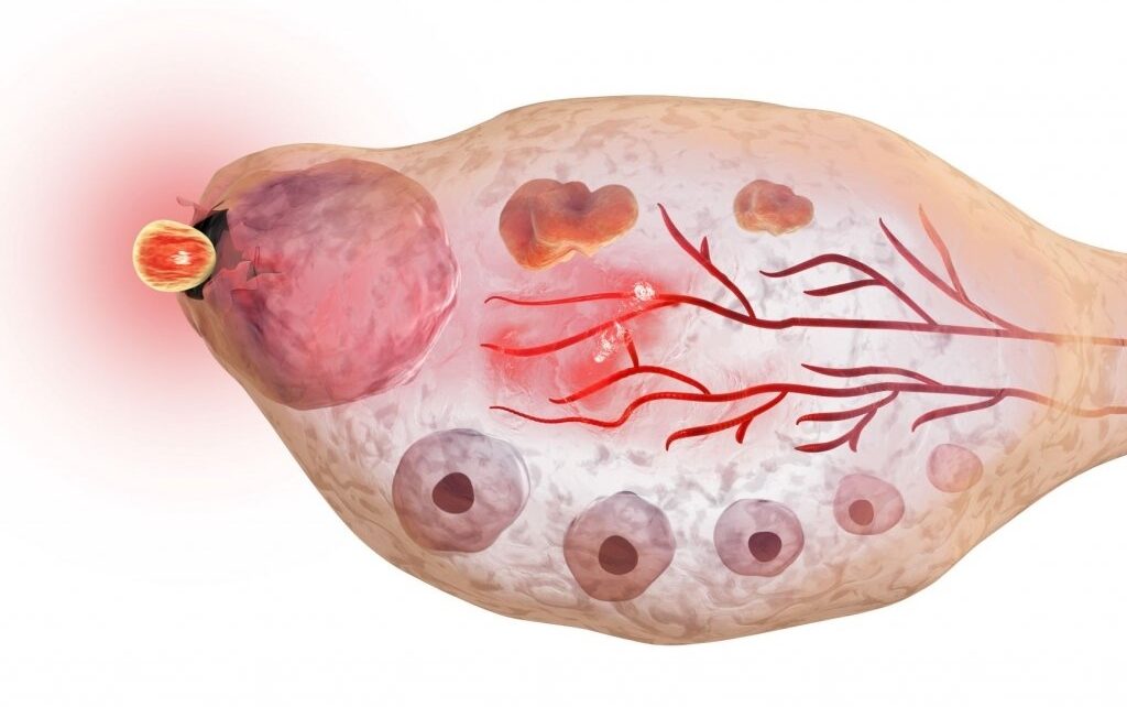 L’ovulation
