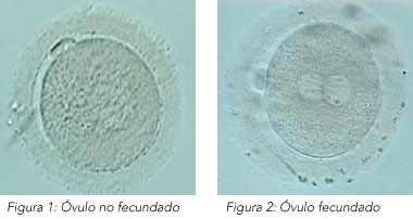 Quand puis-je savoir combien d’ovules ont été fécondés?