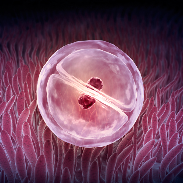 What is the ‘implantation window’ in fertility treatment?