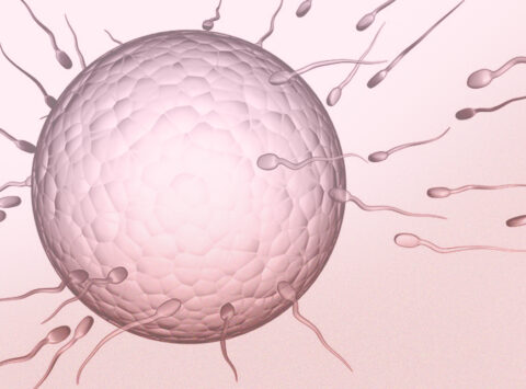 Oligoastenozoospermia y su tratamiento para conseguir el embarazo