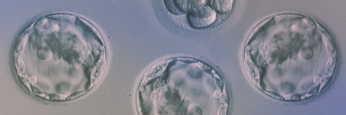 Congelazione di embrioni. Crioconservazione
