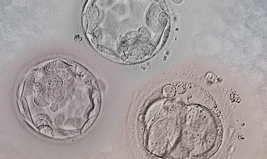 Décongélation des embryons : Tout ce que vous devez savoir sur la dévitrification