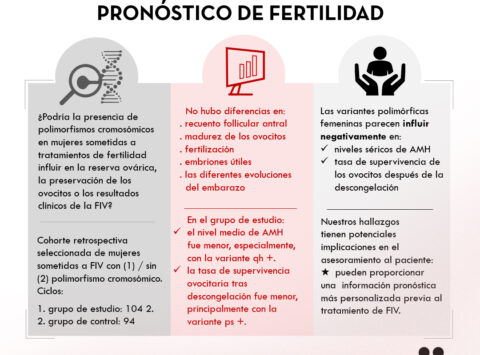 Instituto Bernabeu investiga los nexos entre los polimorfismos cromosómicos con los resultados de la fecundación in vitro
