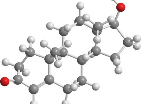 Testosteron und seine Auswirkungen auf die männliche und weibliche Fruchtbarkeit