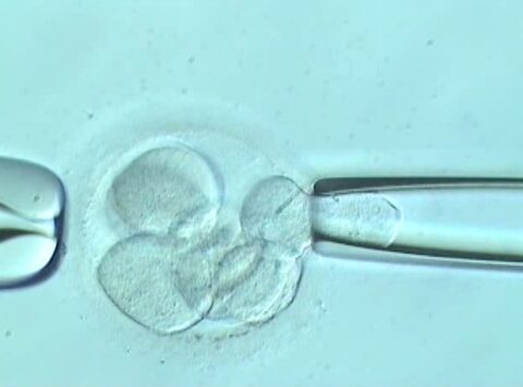 What does an embryo biopsy entail?