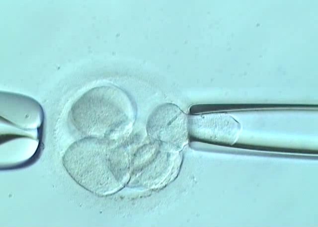 What does an embryo biopsy entail?