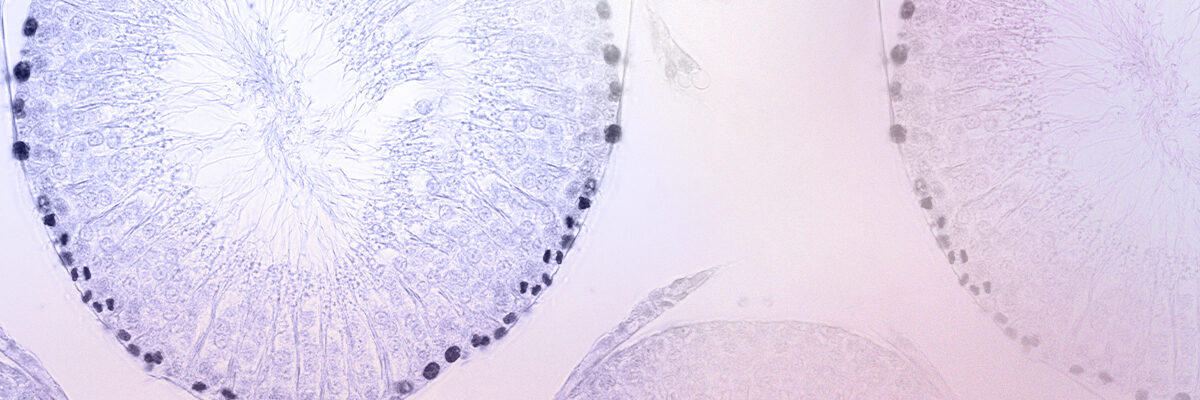 Andrology and Endocrinology