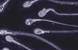 Sperma capacitatie
