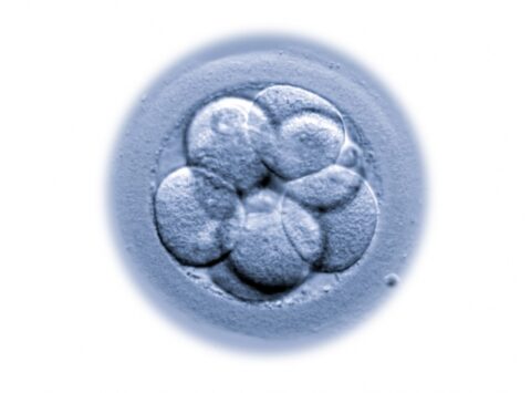 What is embryo collapse? Does it affect how the embryo implants?