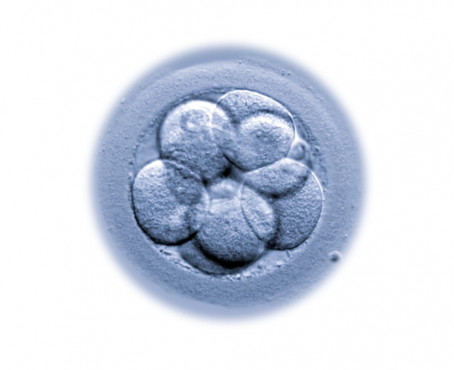 What is embryo collapse? Does it affect how the embryo implants?