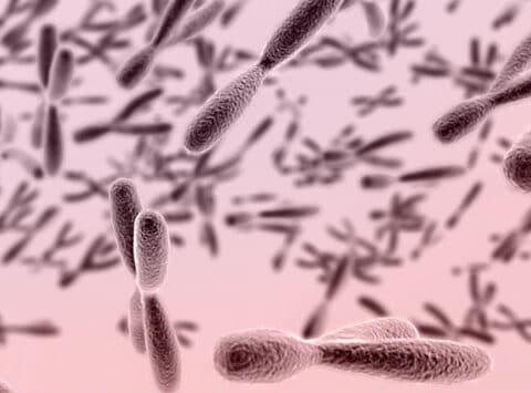Das Instituto Bernabeu erforscht den Zusammenhang zwischen den chromosomalen Polymorphismen und den Ergebnissen der In-vitro-Fertilisation