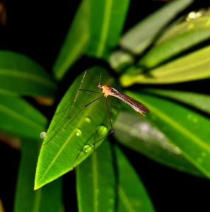 What is the impact of tropical diseases on fertility and pregnancy?