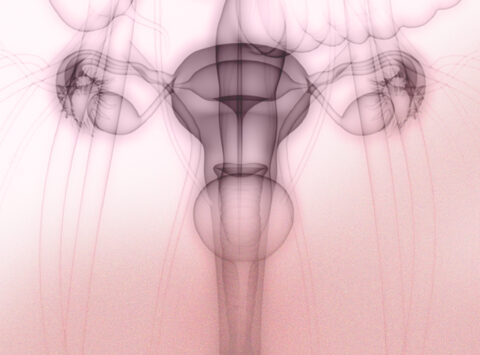 Instituto Bernabeu startet klinische Studie zum Einfluss der Reifung des Endometriums auf einen Schwangerschaftserfolg