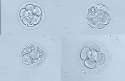 Selection of embryos