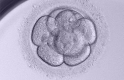 Transferencia del embrión