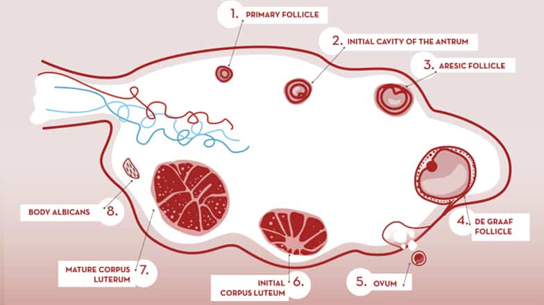 The follicle is a functional anatomical structure which forms part of the ovary and the egg is the cell that will mature in a microscopic part of inner wall of a follicle over spontaneous or stimulated ovarian cycle in normal conditions. Furthermore, the follicle contains other cell types which produce oestrogen required for normal development of the egg maturation.