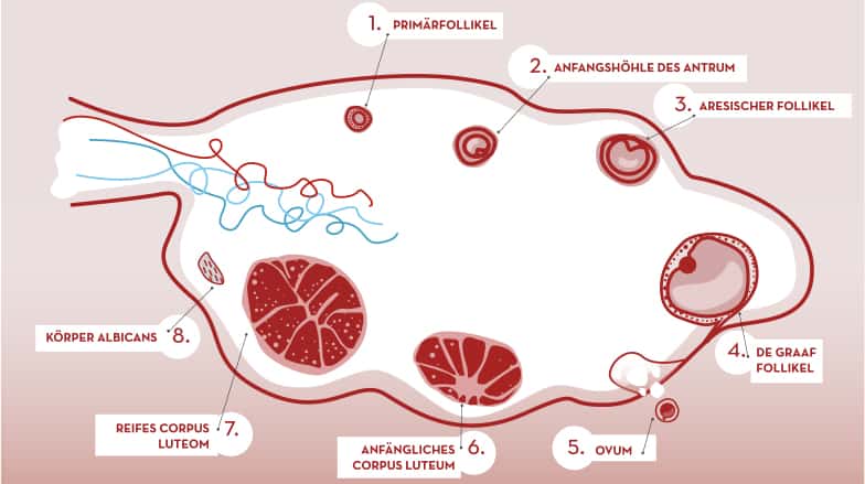 Der Follikel ist eine anatomisch-funktionale Struktur, die zum Eierstock gehört, und die Oozyte ist die Zelle, die im Laufe des Eierstockzyklus spontan oder stimuliert unter normalen Bedingungen in einem mikroskopischen Teil der Innenwand eines Follikels reift. Außerdem enthält der Follikel einen weiteren Typ von Zellen, welche Östrogene produzieren, die für die normale Entwicklung der Reifung der Eizellen notwendig sind.
