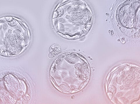 What is an embryo bank?