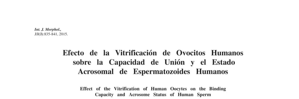 Efecto de la Vitrificación de Ovocitos Humanos sobre la Capacidad de Unión y el Estado Acrosomal de Espermatozoides Humanos