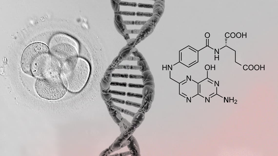 Instituto Bernabeu untersucht, ob Mutationen in dem Gen, das Folsäure verstoffwechselt, den Embryo schädigen können