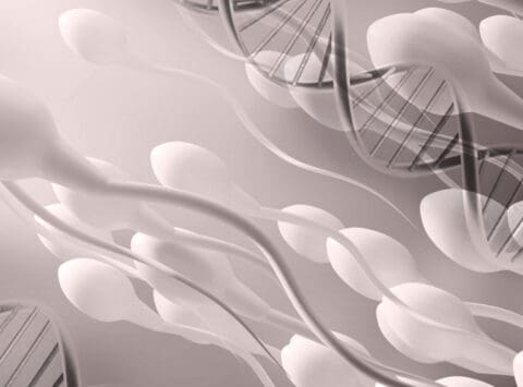 DNA-Fragmentierung von Spermien