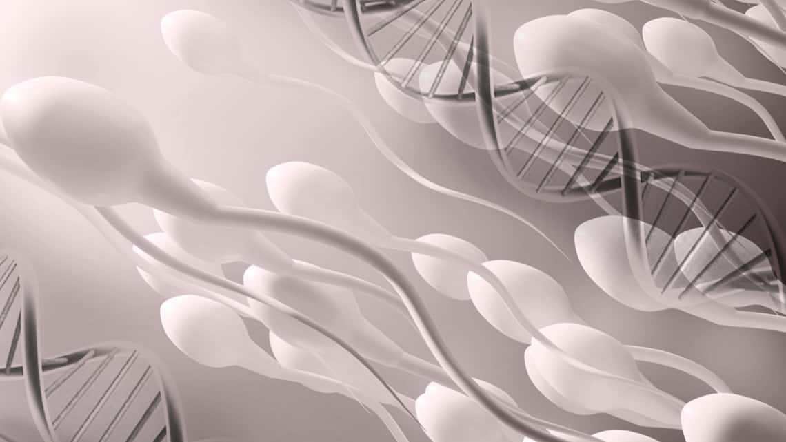 Fragmentation de l’ADN des spermatozoïdes