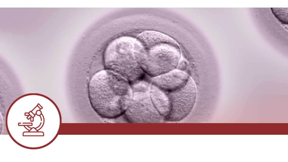 Morphokinetics and ploidy in human blastocysts