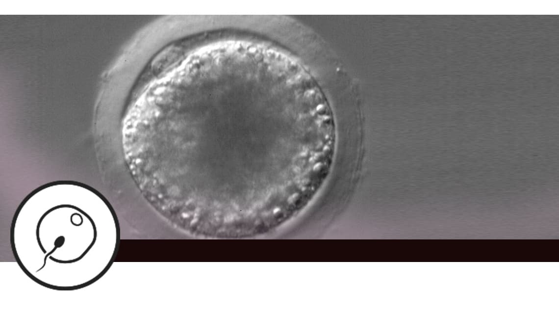 Efficacy of the Random Start protocol in an egg donation programme