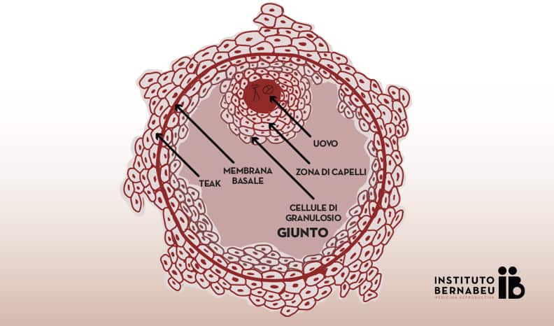 Il follicolo è una struttura anatomico-funzionale che fa parte dell’ovaia e l’ovocito è la cellula che maturerà in una parte microscopica della parete interna di un follicolo durante il ciclo ovarico spontaneo o stimolato in condizioni normali. Inoltre, il follicolo contiene un altro tipo di cellule che producono estrogeni necessari per lo sviluppo e la maturazione degli ovuli.