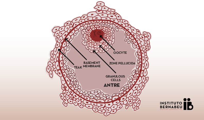 The follicle is a functional anatomical structure which forms part of the ovary and the egg is the cell that will mature in a microscopic part of inner wall of a follicle over spontaneous or stimulated ovarian cycle in normal conditions. Furthermore, the follicle contains other cell types which produce oestrogen required for normal development of the egg maturation.