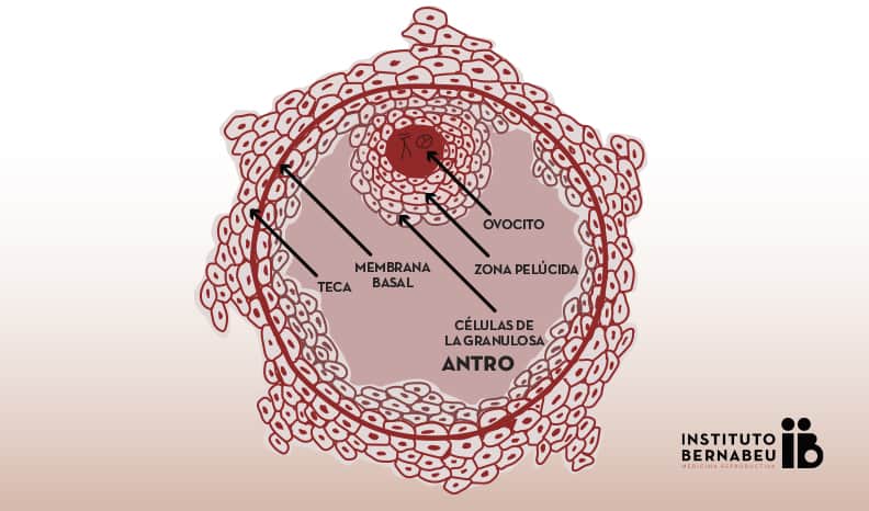 El folículo es una estructura  anatómico-funcional que forma parte del ovario y el ovocito es la célula que irá madurando en una parte microscópica de pared interna de un folículo a lo largo del ciclo ovárico espontáneo o estimulado en condiciones normales. Además, el folículo contiene otro tipo de células que producen estrógenos, necesarios para el normal desarrollo de la maduración de los óvulos.