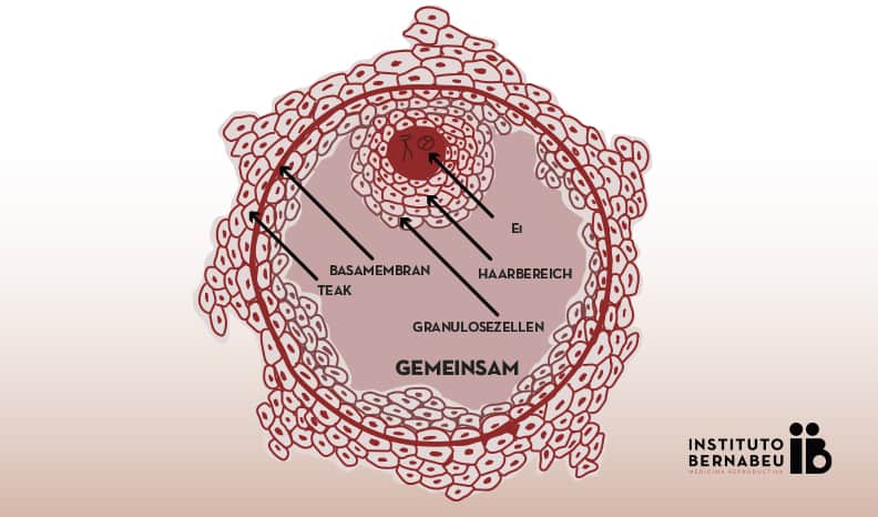 Biosphäre 2, 1991... InstitutoBernabeu_Die_Teile_einer_Eizelle