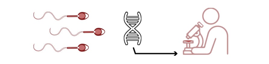 Effects of advanced paternal age on fertility