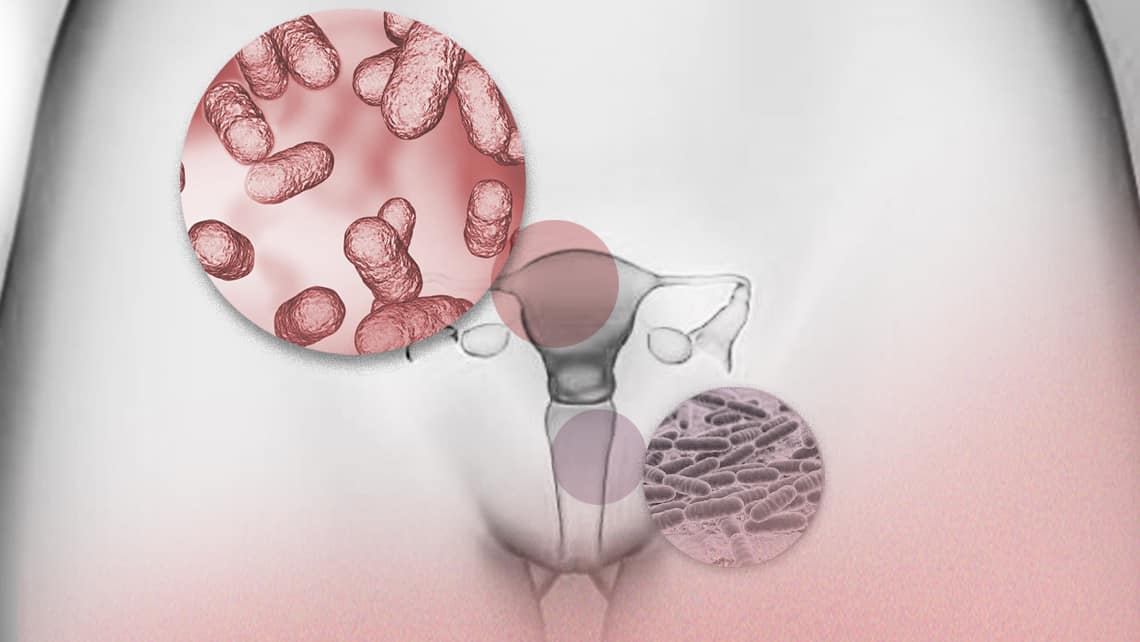 Journal of Clinical Medicine publishes an Instituto Bernabeu study on the impact of vaginal and endometrial microbiota on assisted reproduction treatments.