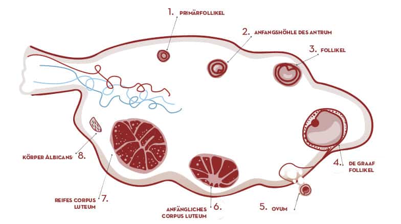 Was ist ein Gelbkörper?
Nach dem Eisprung verwandelt sich das Follikel in einen Gelbkörper oder Corpus luteum. Die Bildung des Gelbkörper hängt von dem präovulatorischen Spitze des Luteinisierenden Hormons (LH) ab, sowie von der Anzahl der Rezeptoren für dieses Gonadotropin, die in den Granulosa- und in den Thekazellen vorhanden sind.  Beide Zelltypen sind erheblichen Veränderungen in ihrer Struktur und Zusammensetzung ausgesetzt, was zu der gelben Farbe der Wand des Gelbkörpers führt.