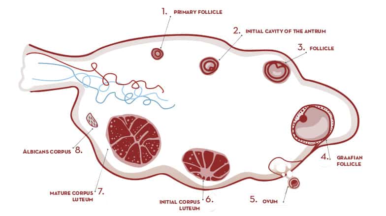 What is the corpus luteum?
After ovulation, follicles transform into the corpus luteum or ‘yellow body’. Corpus luteum development depends on the luteinising hormone (LH) surge before ovulation and on the number of receptors for this gonadotropin in the granulosa cells and in the theca cells.  Both types of cells go through significant changes in structure and composition and this turns the walls of the corpus luteum a yellow colour.