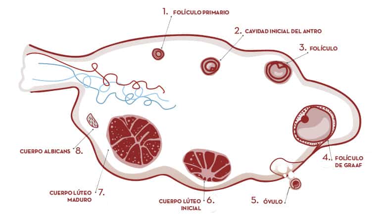 ¿Qué es el cuerpo lúteo?
Después de la ovulación, el folículo se transforma en cuerpo lúteo o cuerpo amarillo. La formación de éste depende del pico preovulatorio de hormona luteinizante (LH), así como de la cantidad de receptores para esta gonadotropina, presentes en las células de la granulosa y en las células de la teca.  Ambos tipos celulares sufren cambios importantes en su estructura y composición, lo que imprime un color amarillo a la pared del cuerpo lúteo.