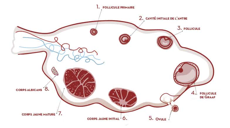 Qu’est-ce que le corps jaune (corpus luteum)?
Après l’ovulation, le follicule se transforme en corps luteum  ou corps jaune. La formation du corps luteum dépend du pic préovulatoire d’hormone lutéinisante (LH), ainsi que de la quantité de récepteurs pour cette gonadotrophine, présents dans les cellules de la granulosa et dans les cellules de la thèque. Ces deux types cellulaires subissent des changements importants dans leur structure et composition, ce qui imprime une couleur jaune sur la paroi du corps luteum.