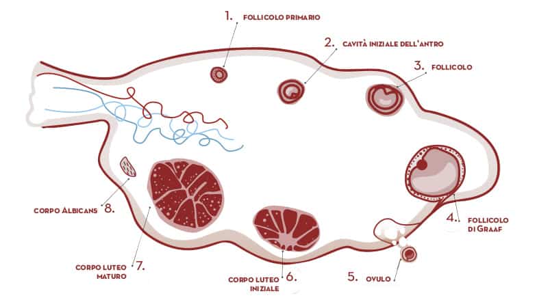 Cos’è il corpo luteo?
Dopo l’ovulazione, il follicolo si trasforma in corpo luteo o corpo giallo. La formazione del corpo luteo dipende dall’apice preovulatorio dell’ormone luteinizzante (LH), e dalla quantità di ricettori per questa gonadotropina, presenti nelle cellule della granulosa e nelle cellule della teca follicolare. Entrambi i tipi cellulari cambiano la propria struttura e composizione conferendo alla parete del corpo luteo un colore giallastro. 