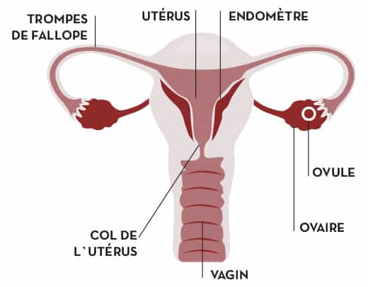 Ovulation régulière VS irrégulière